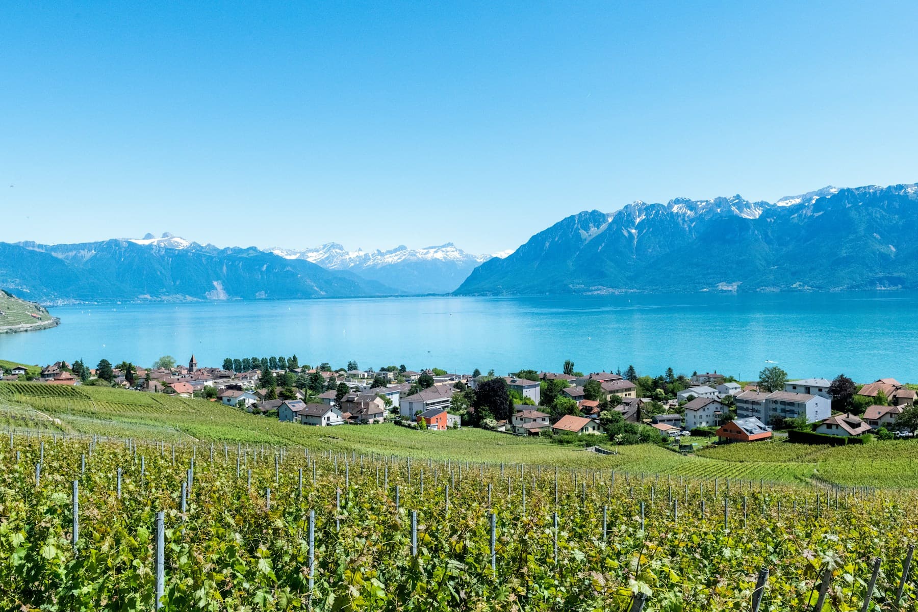 Vaud vineyards overlooking the lake and Alps