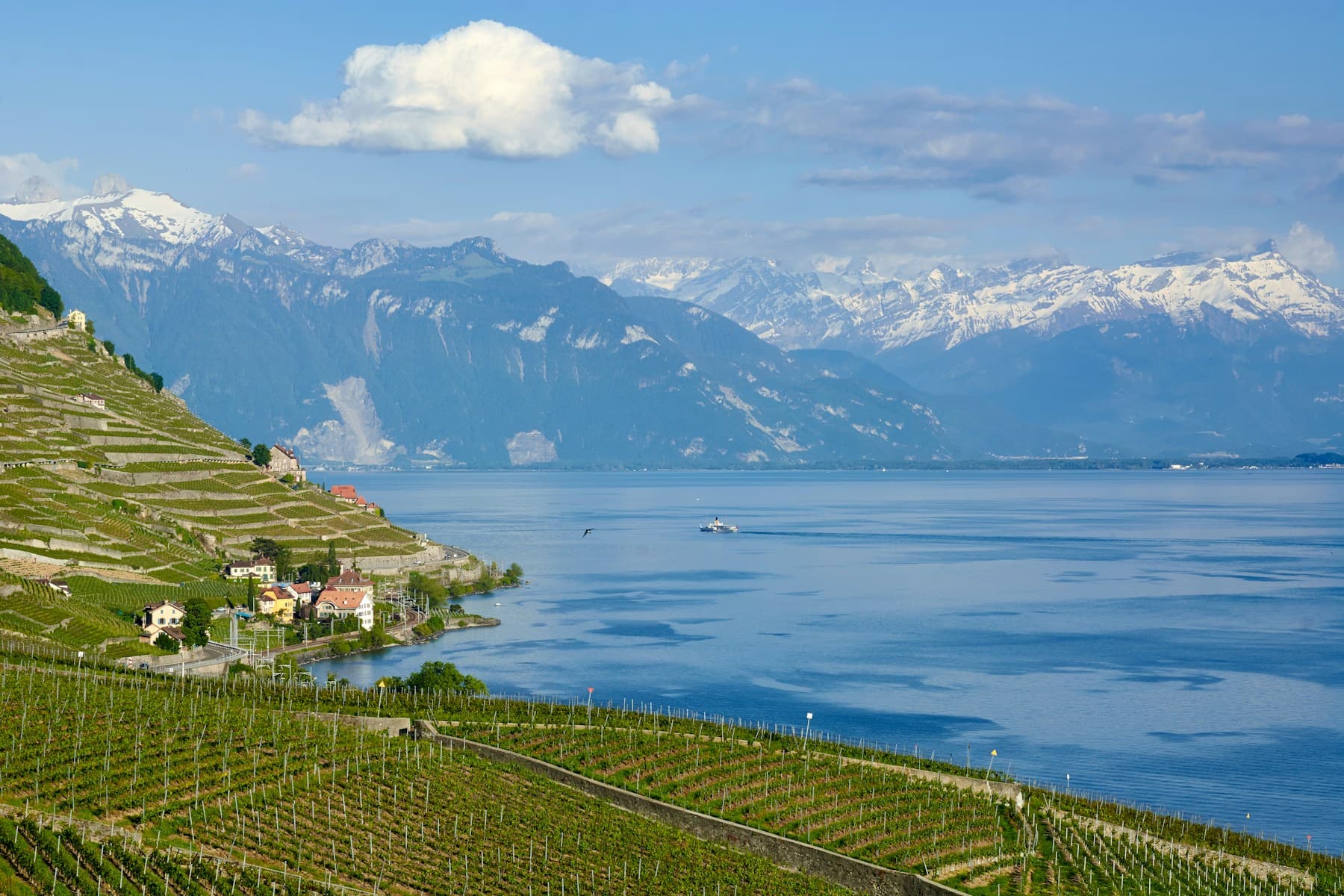 Vineyard terraces above Lake Léman in Vaud